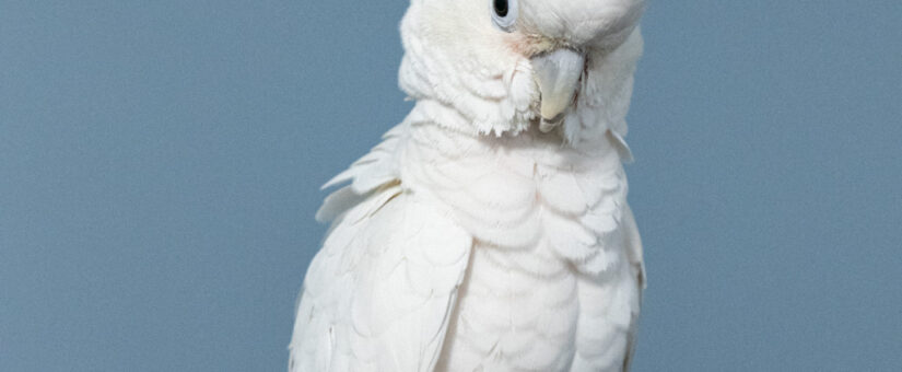 Merlin