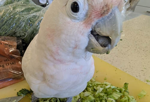 Merlin