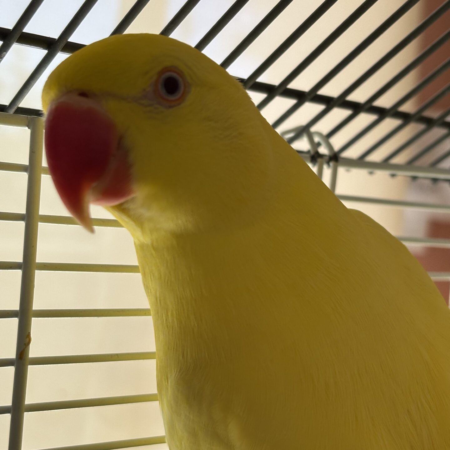 Where is Greyhaven Exotic Bird Sanctuary: Ultimate Visitor's Guide