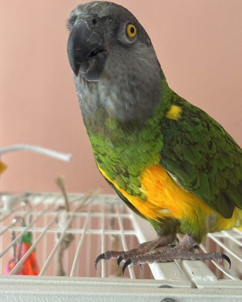 Where is Greyhaven Exotic Bird Sanctuary: Ultimate Visitor's Guide