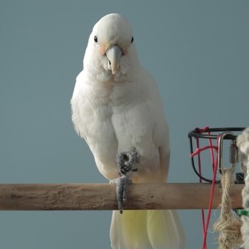 Previous thumb