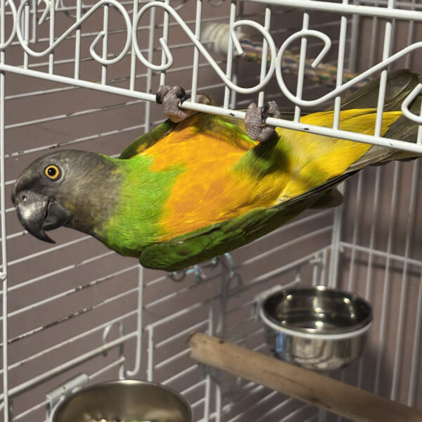 Portfolio Image